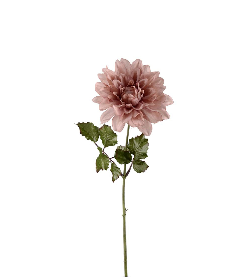 Mr Plant daalia koristekukka 45 cm