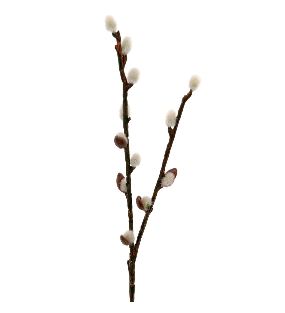 Mr Plant pajunoksa 36 cm