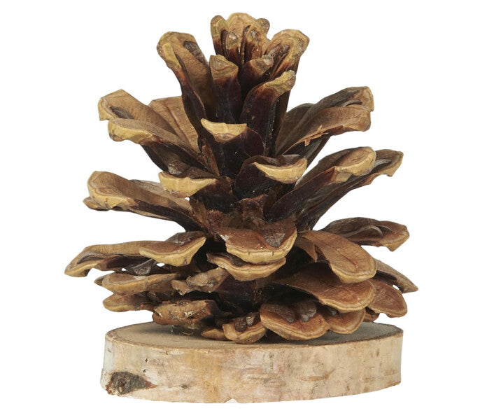 Ib Laursen käpy 6,5 × 5,5 cm