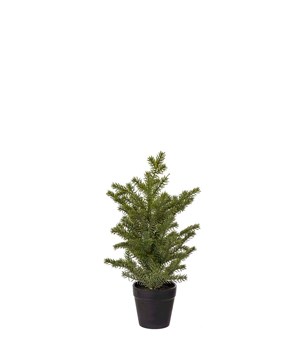 Mr Plant pieni havupuu 35 cm