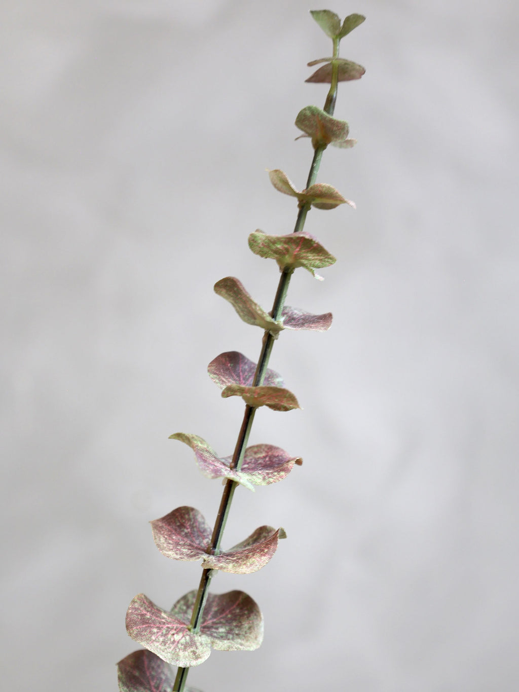 Chic Antique eukalyptus 65 cm