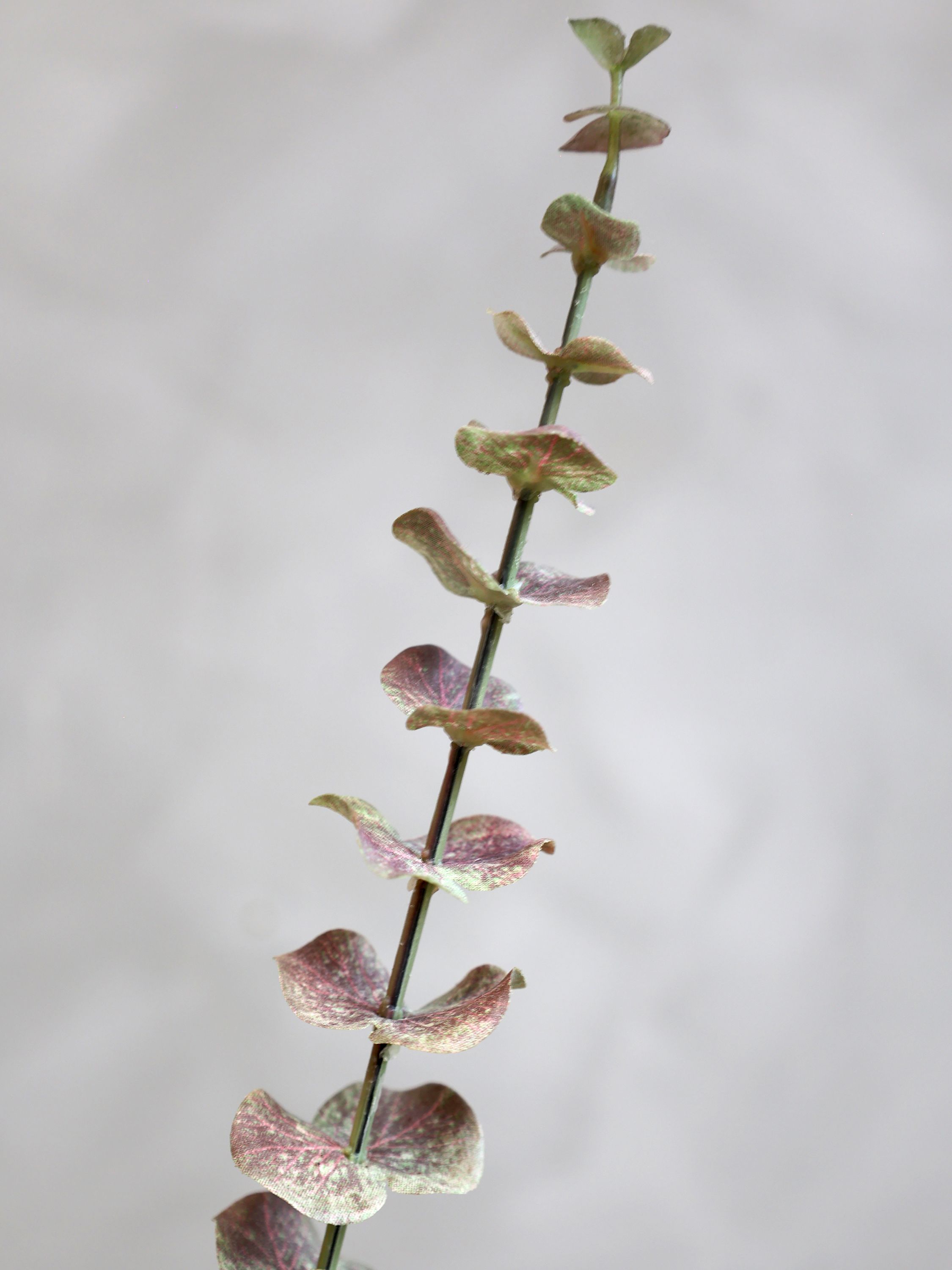 Chic Antique eukalyptus 65 cm