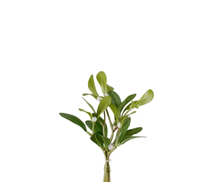 Mr Plant misteli 18 cm