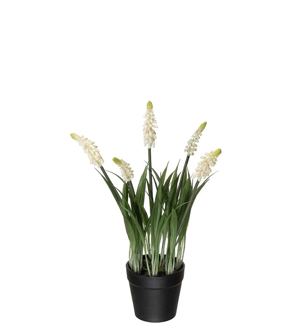 Mr Plant helmililja valkoinen 28 cm