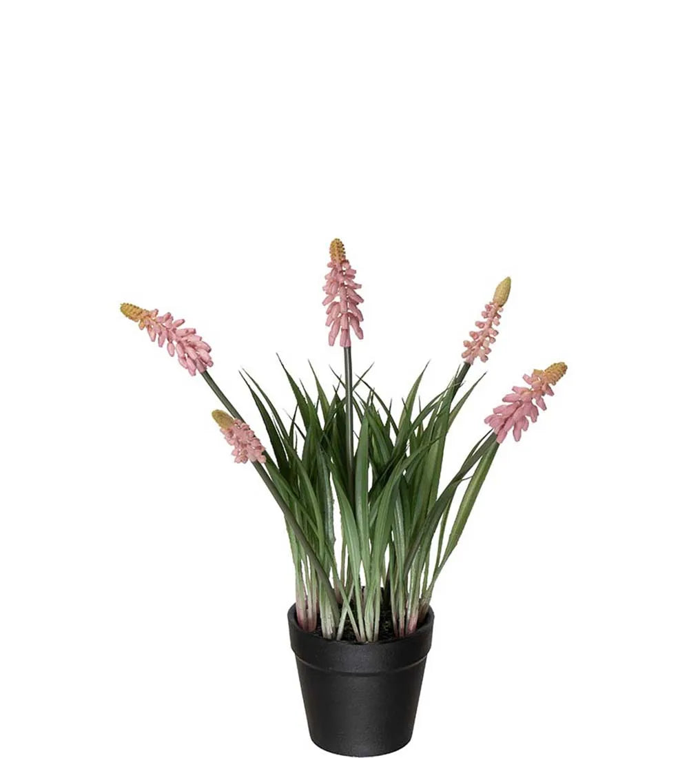 Mr Plant helmililja roosa 28 cm