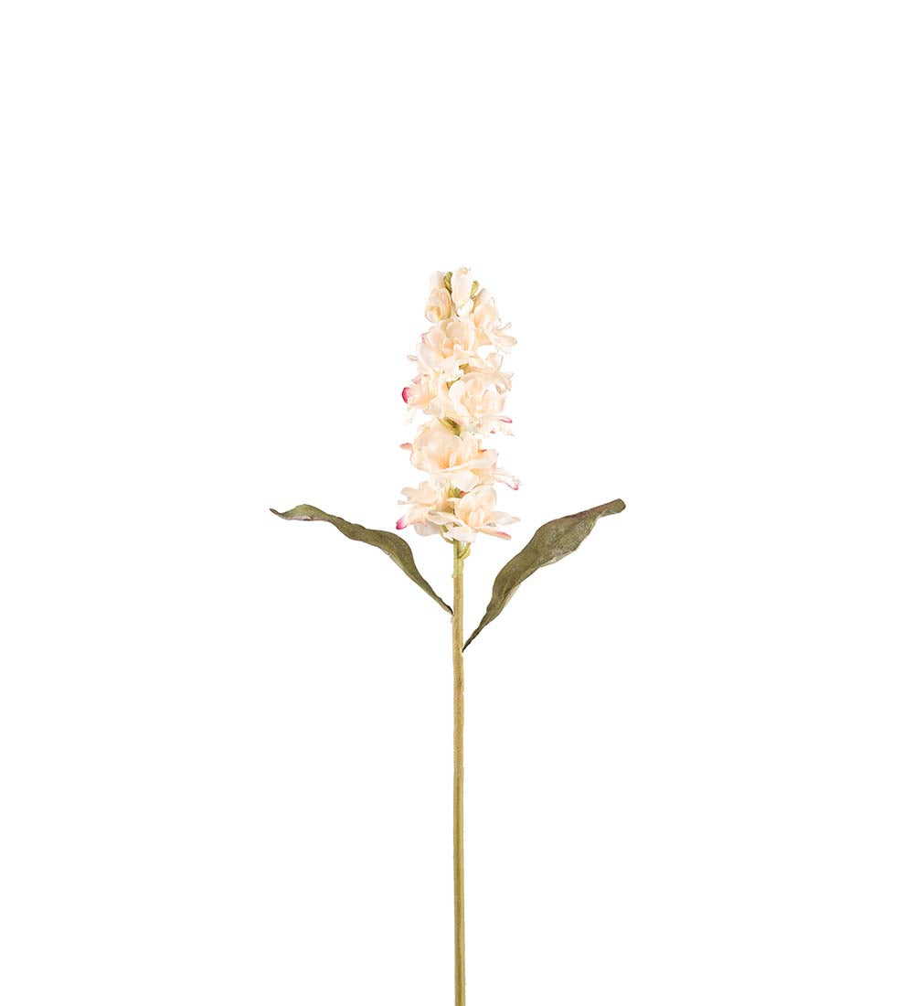 Mr Plant leukoija kerma 53 cm