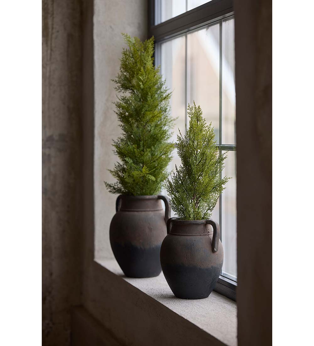 Mr Plant sypressi ruukussa 95 cm