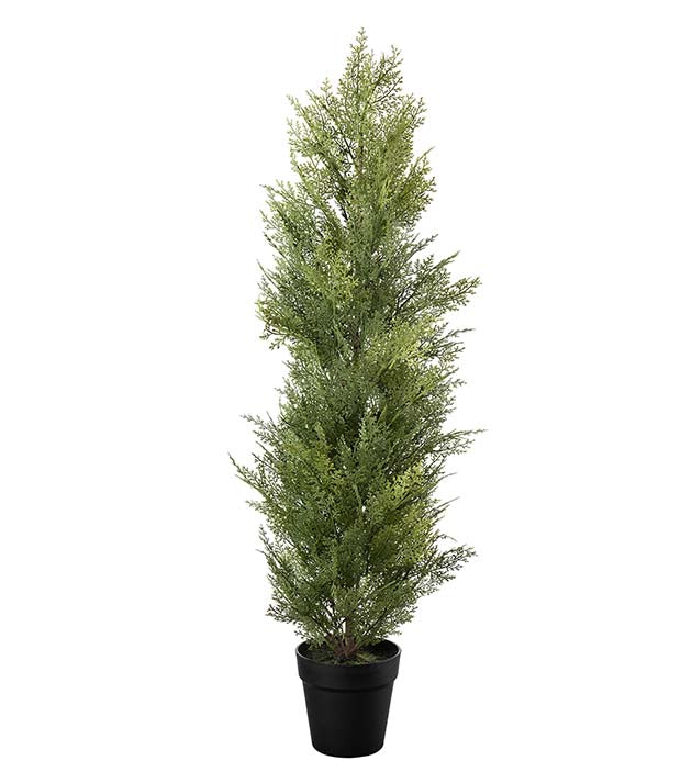 Mr Plant sypressi ruukussa 95 cm