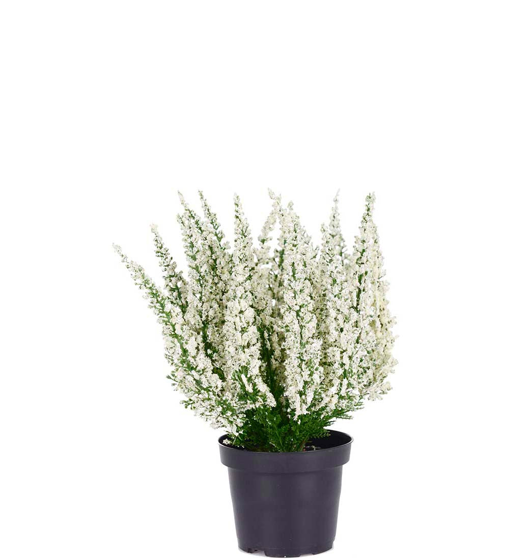 Mr Plant kanerva ruukussa valkoinen 28cm