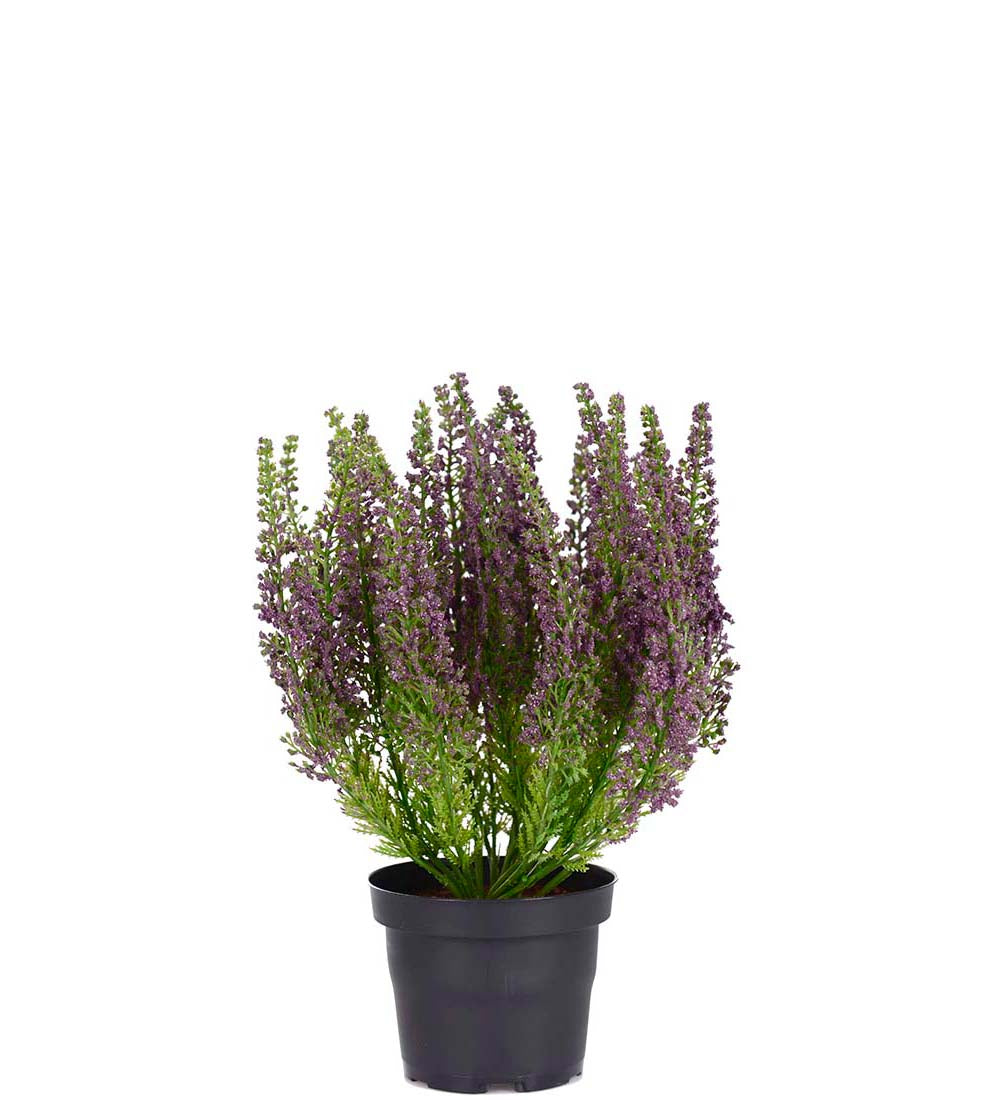 Mr Plant kanerva ruukussa liila 28cm