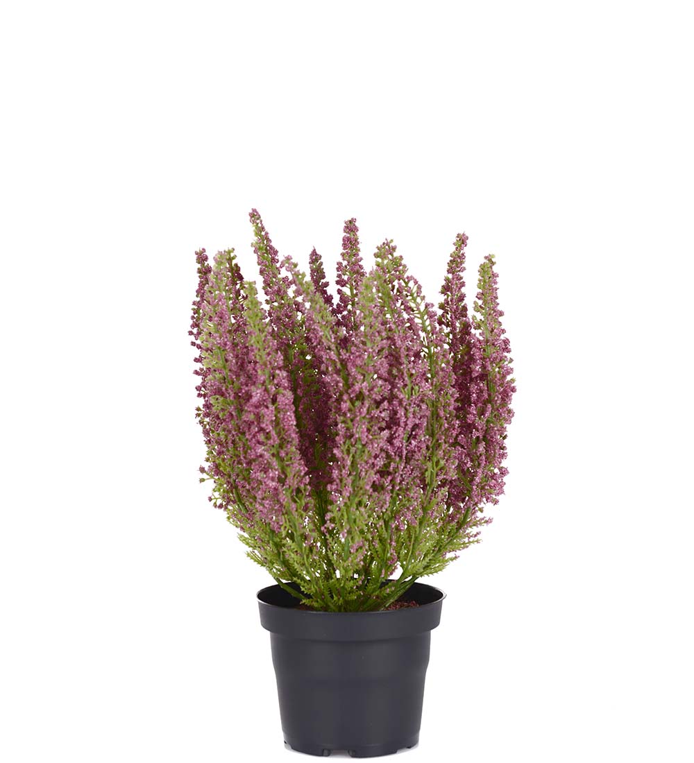 Mr Plant kanerva ruukussa punainen 2 8cm