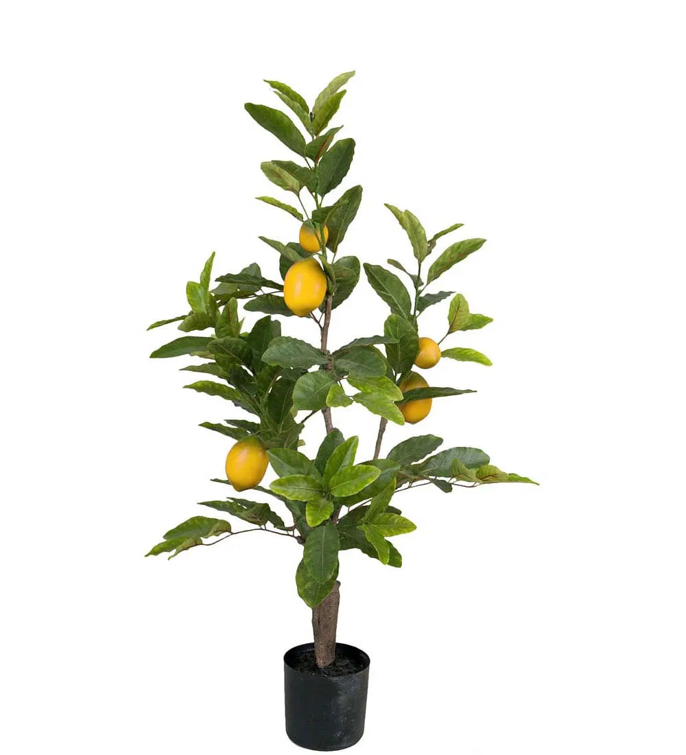 Mr Plant sitruunapuu 90 cm