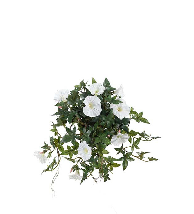 Mr Plant päivänsini valkoinen 45 cm