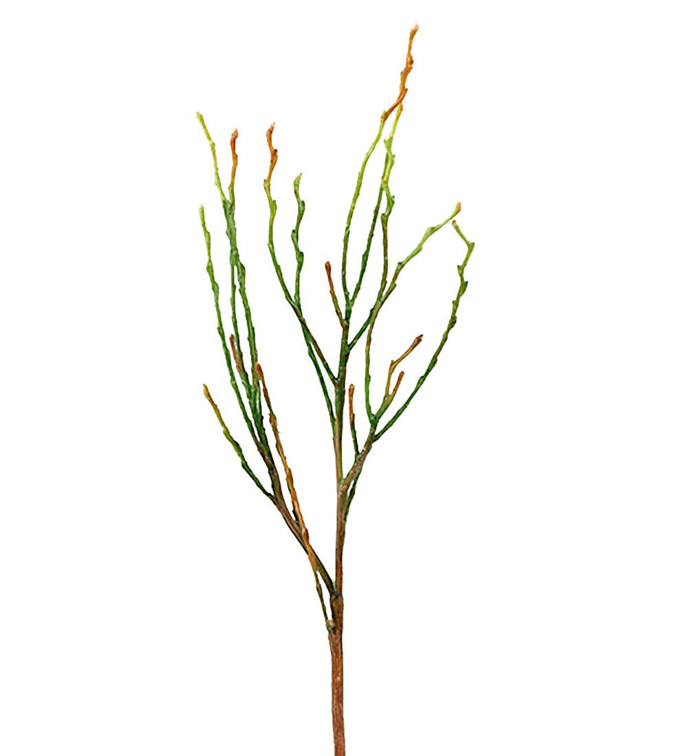 Mr Plant mustikka varvun oksa 35 cm