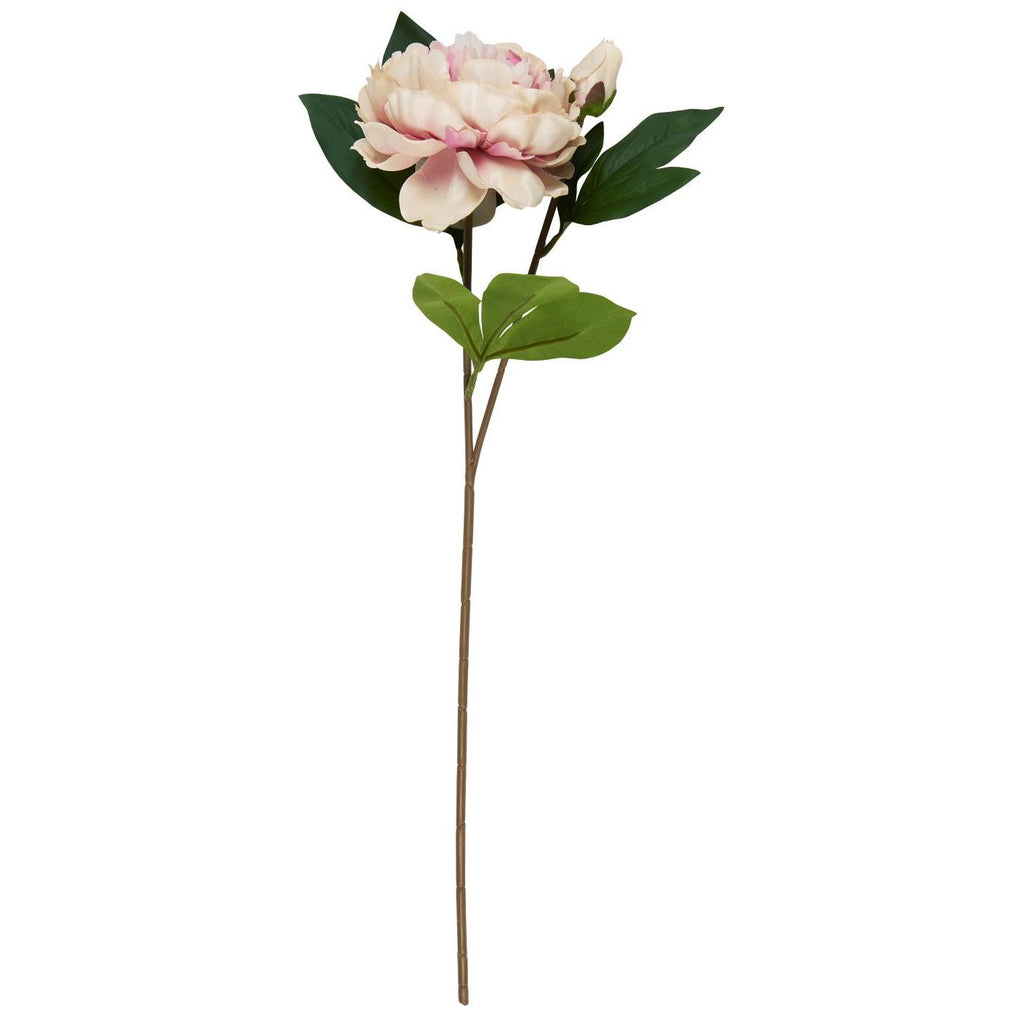 Ib Laursen pioni vanha roosa 55 cm
