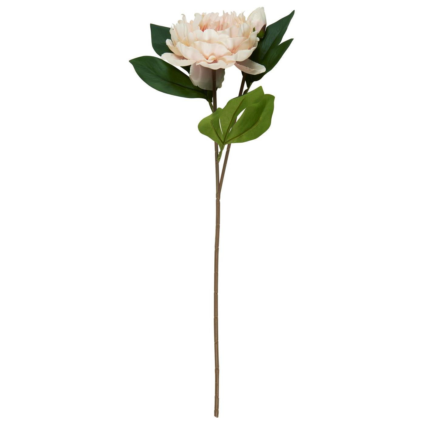 Ib Laursen pioni vaaleanpunainen 55 cm