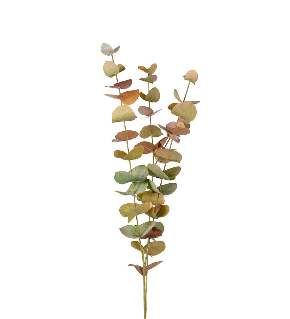 Mr Plant eukalyptus 60 cm