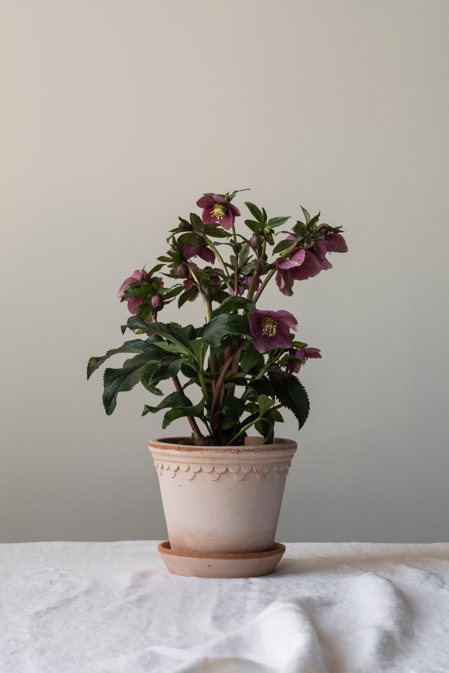 Bergs Potter Copenhagen saviruukku rosa 16cm