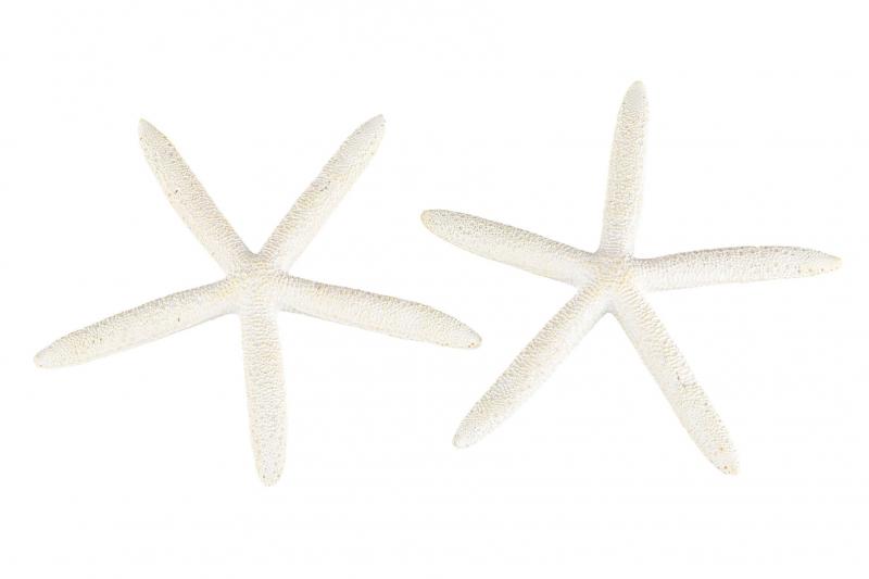 A Lot meritähti 10 cm