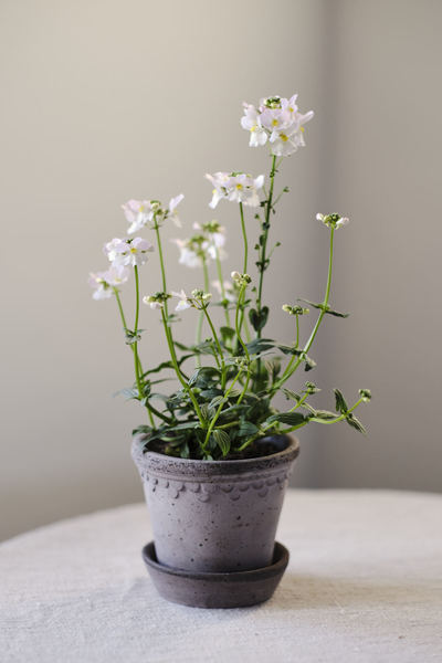 Bergs Potter Copenhagen saviruukku harmaa 16cm