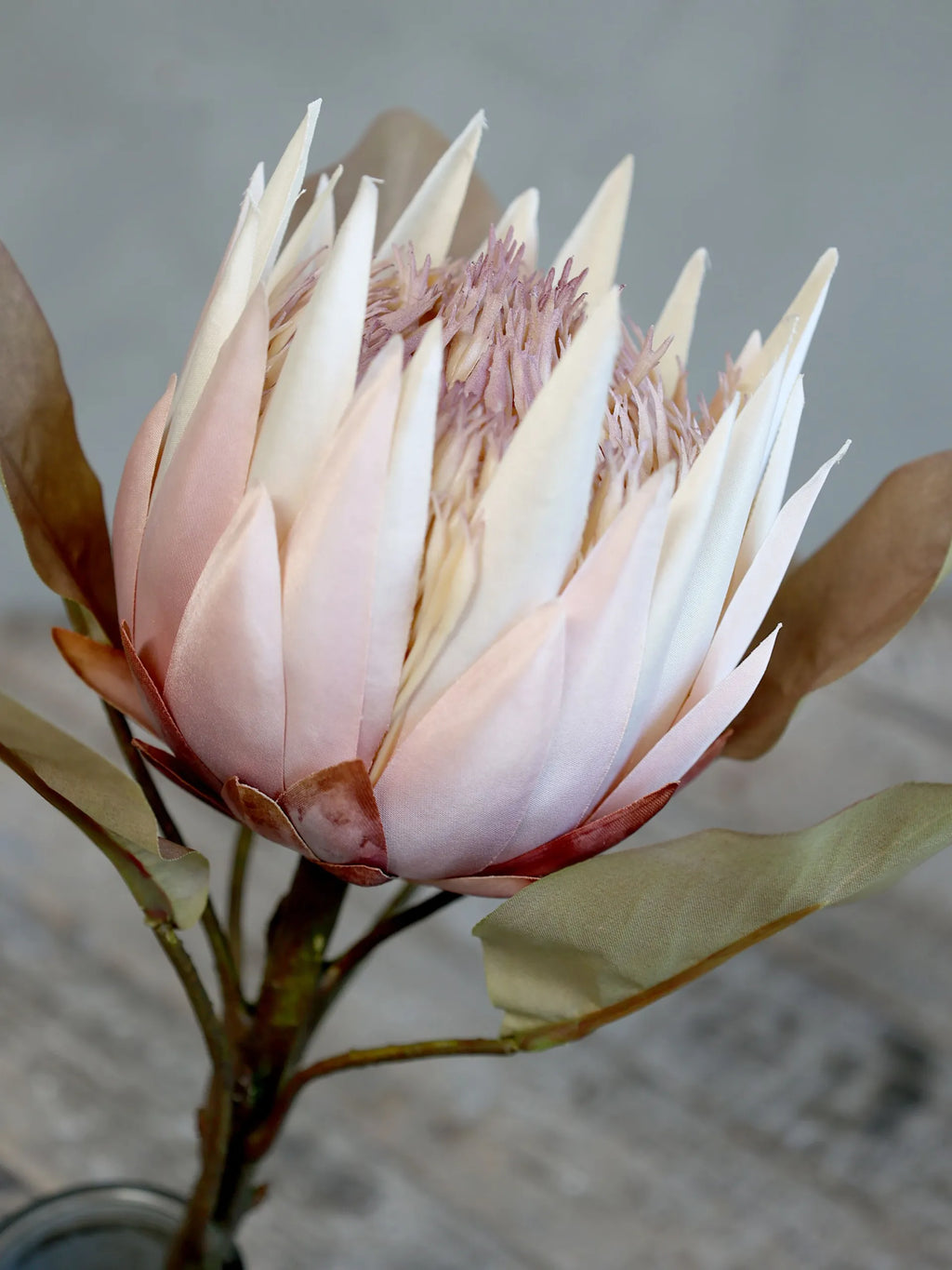 Chic Antique koristekukka protea 66 cm