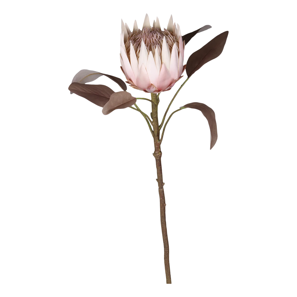 Chic Antique koristekukka protea 66 cm