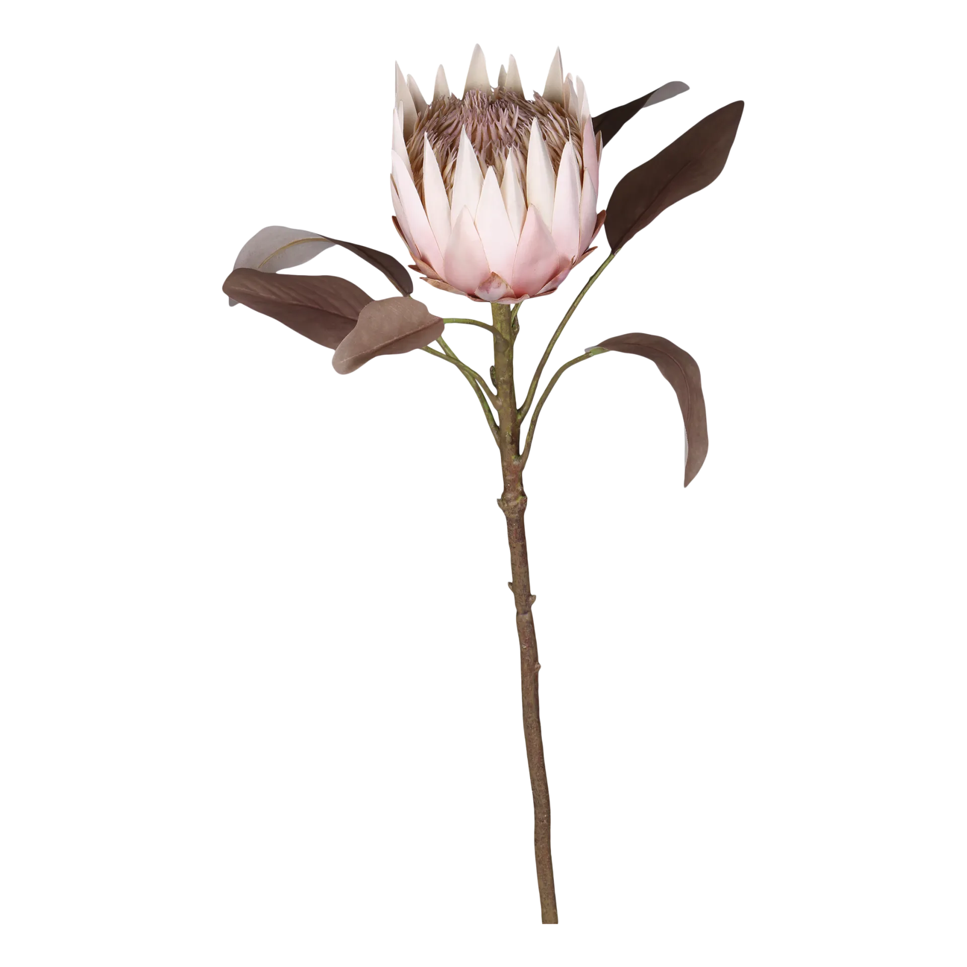 Chic Antique koristekukka protea 66 cm