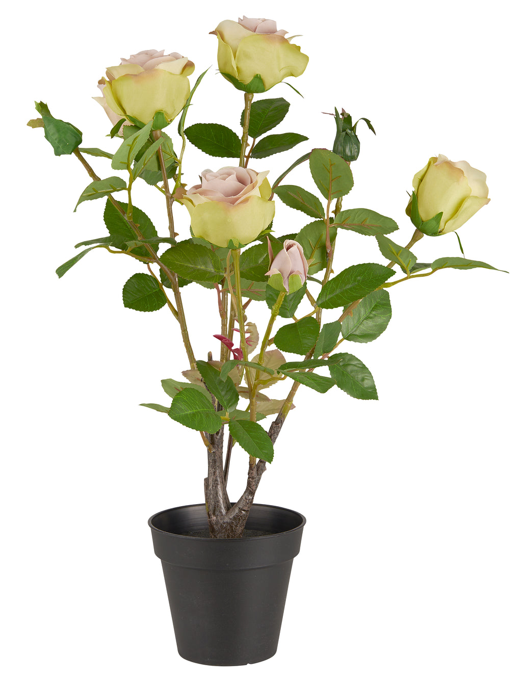 Ib Laursen ruukkuruusu 50cm