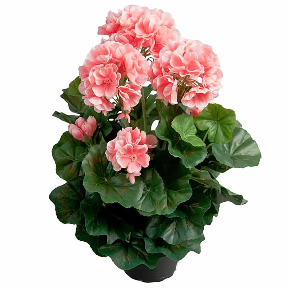 Mica pelargonia ruukussa koralli 34cm