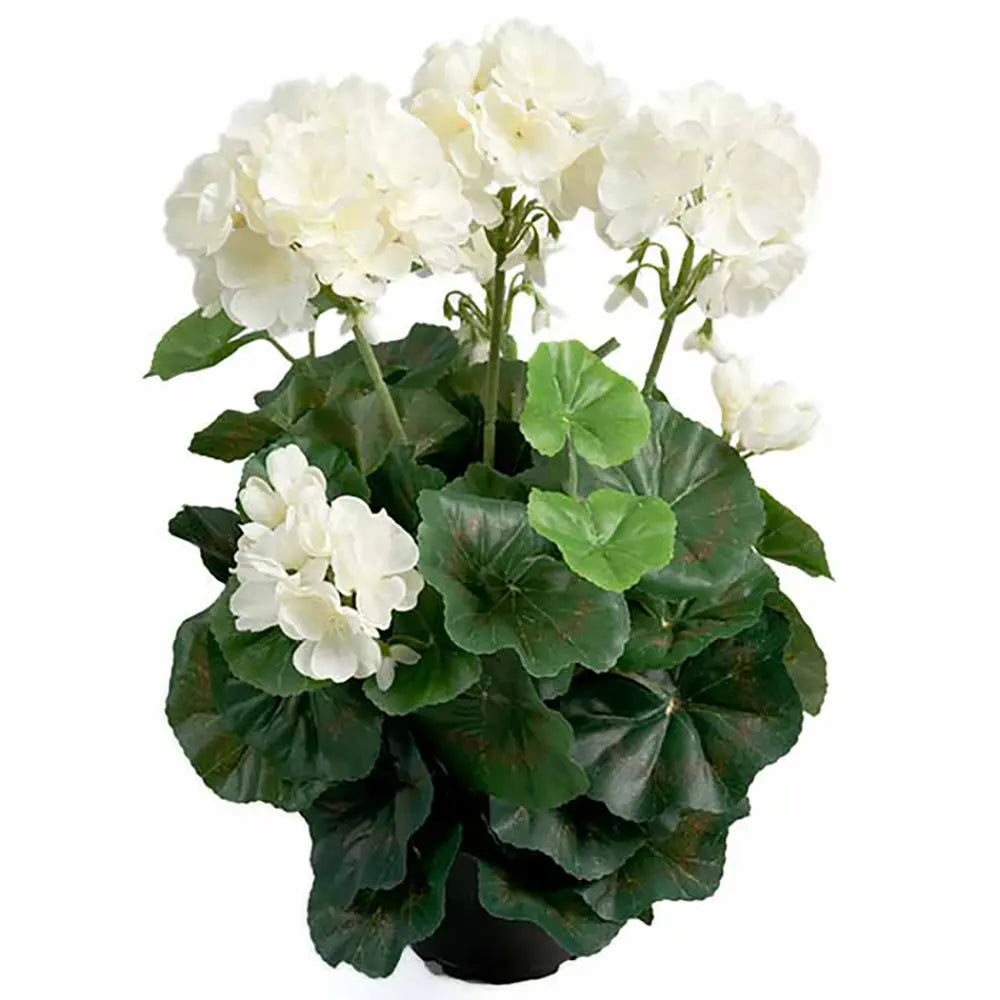 Mica pelargonia ruukussa valkoinen 34cm