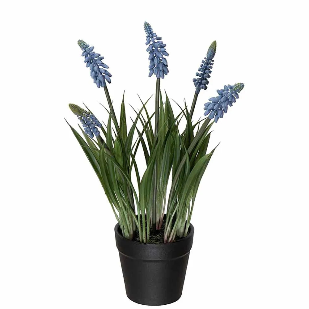 Mr plant helmililja ruukussa sininen 28 cm