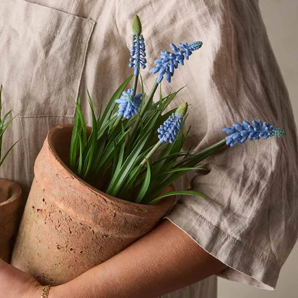 Mr plant helmililja ruukussa sininen 28 cm
