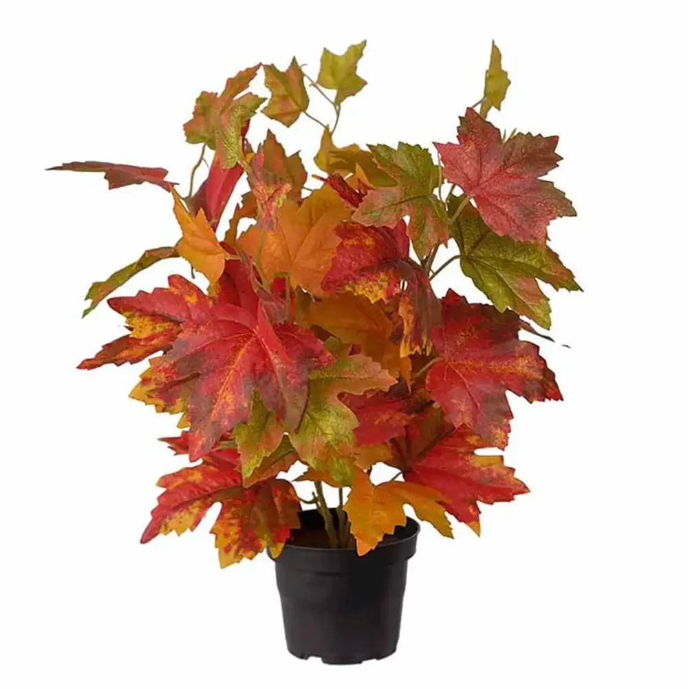 Mr Plant syysvaahtera ruukussa 33 cm