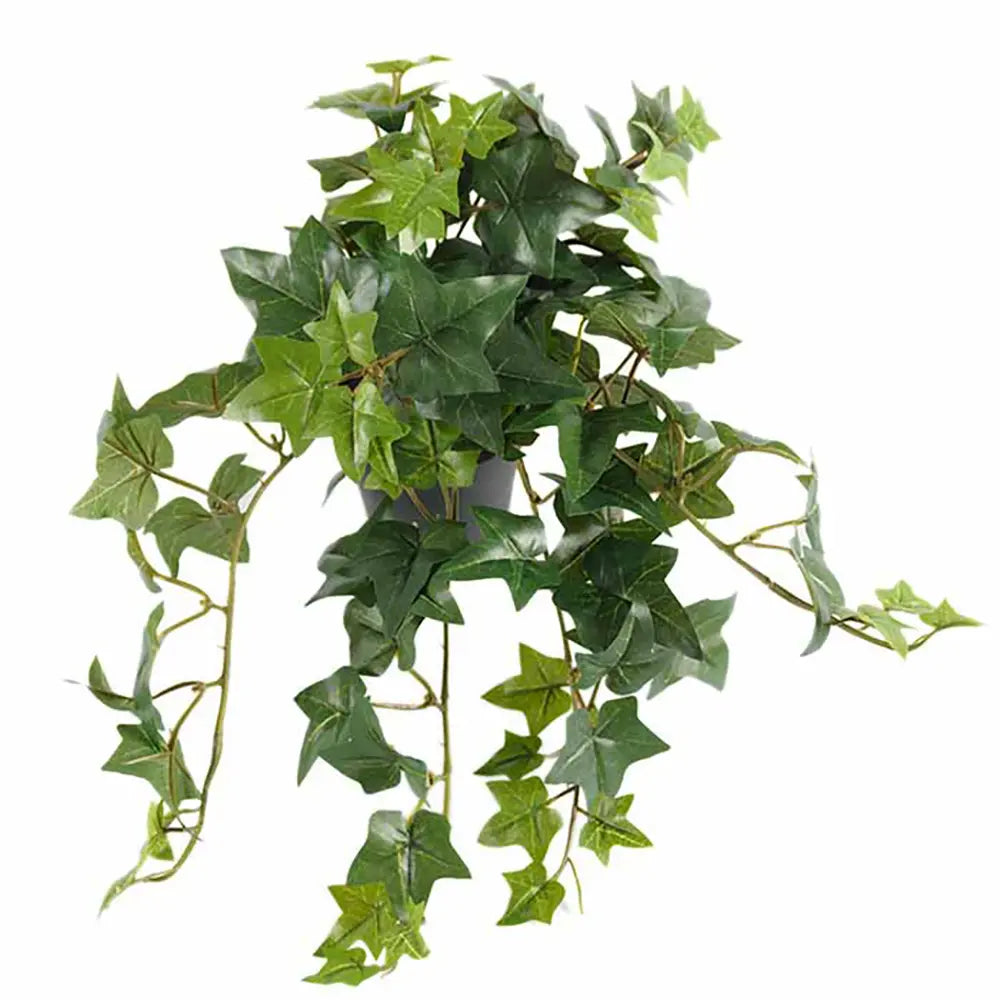 Muratti ruukussa 40cm